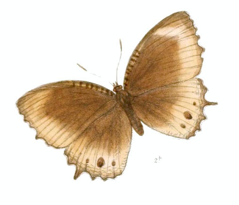 ElymniasMimus136 2b
