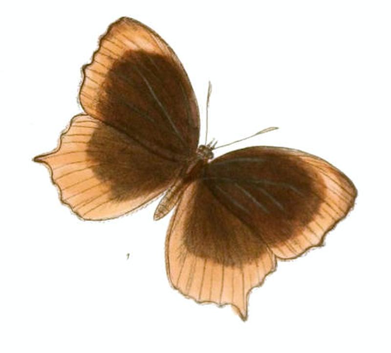 ElymniasObnubila137 1