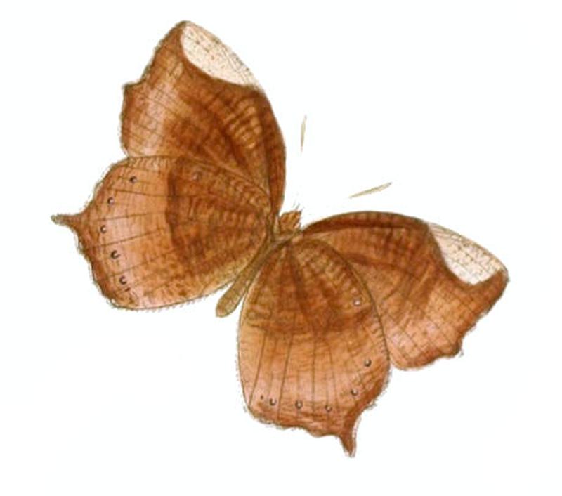 ElymniasObnubila137 1a
