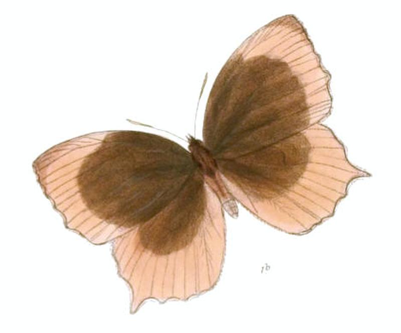 ElymniasObnubila137 1b