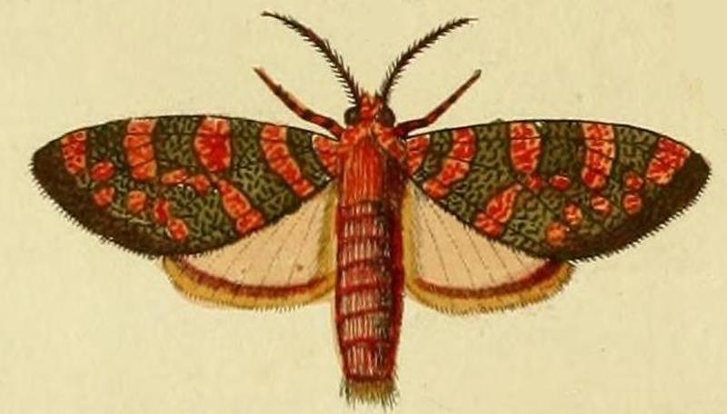 Elysius hermia