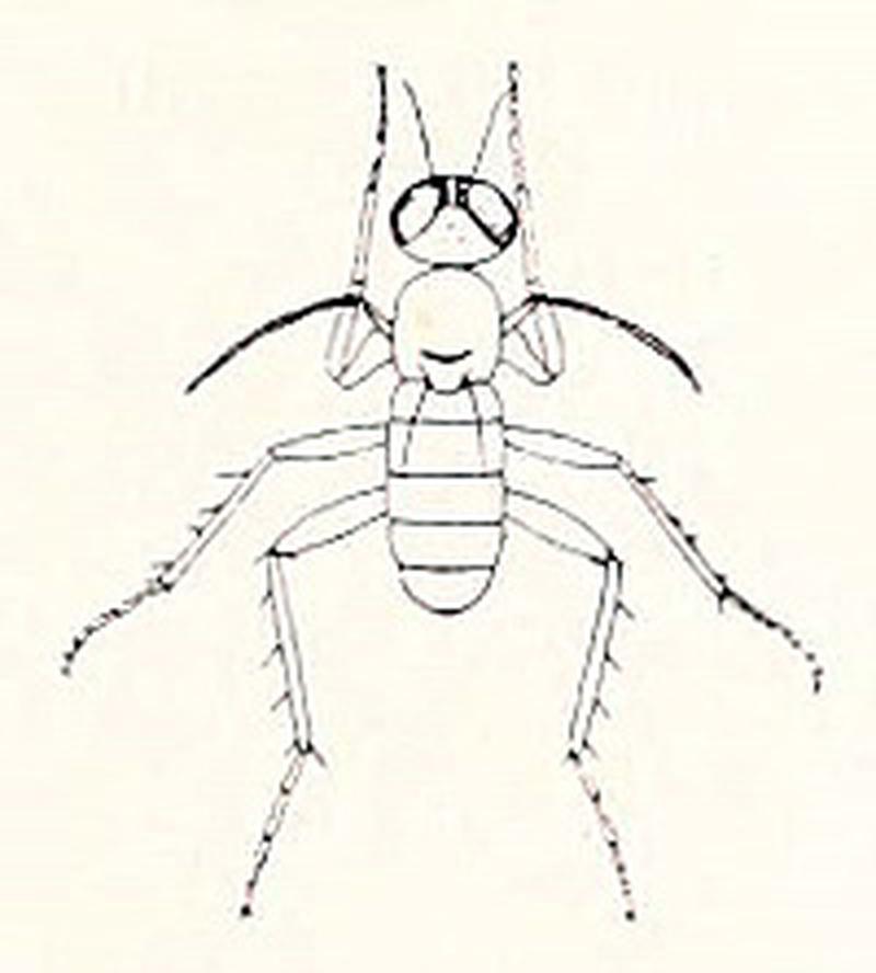 Emperoptera mirabilis