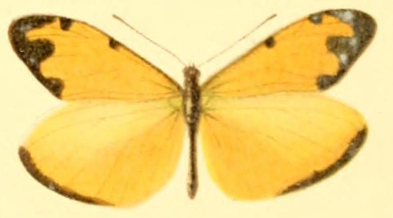 Enantia albania amalia