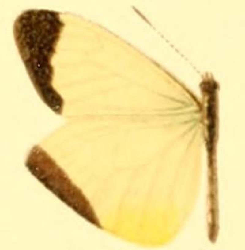 Enantia limnorina male