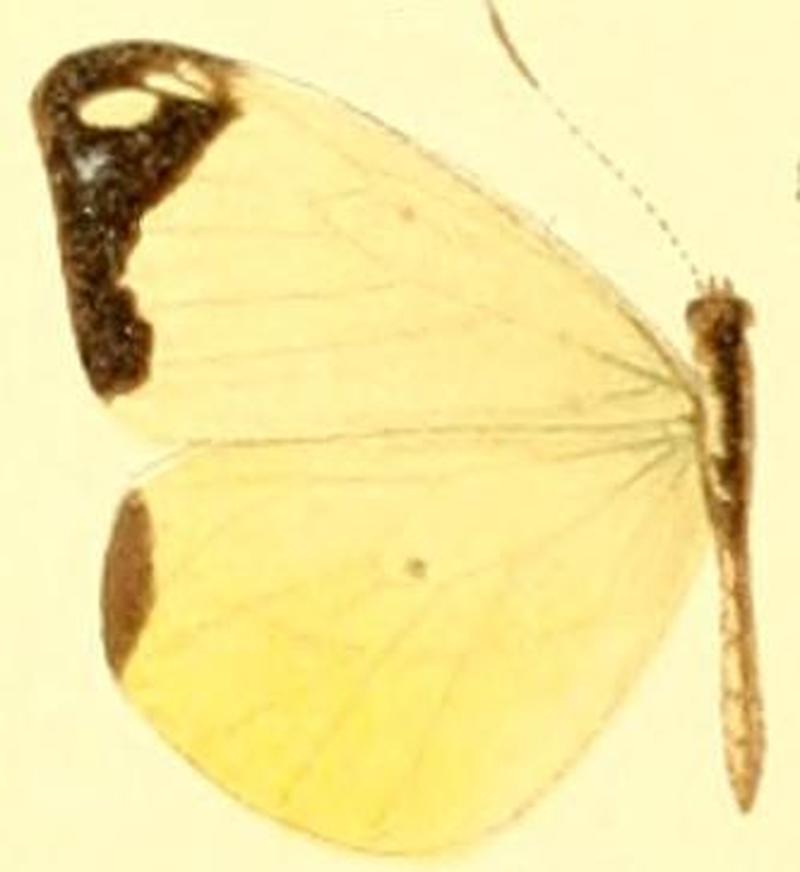 Enantia lina psamanthe female