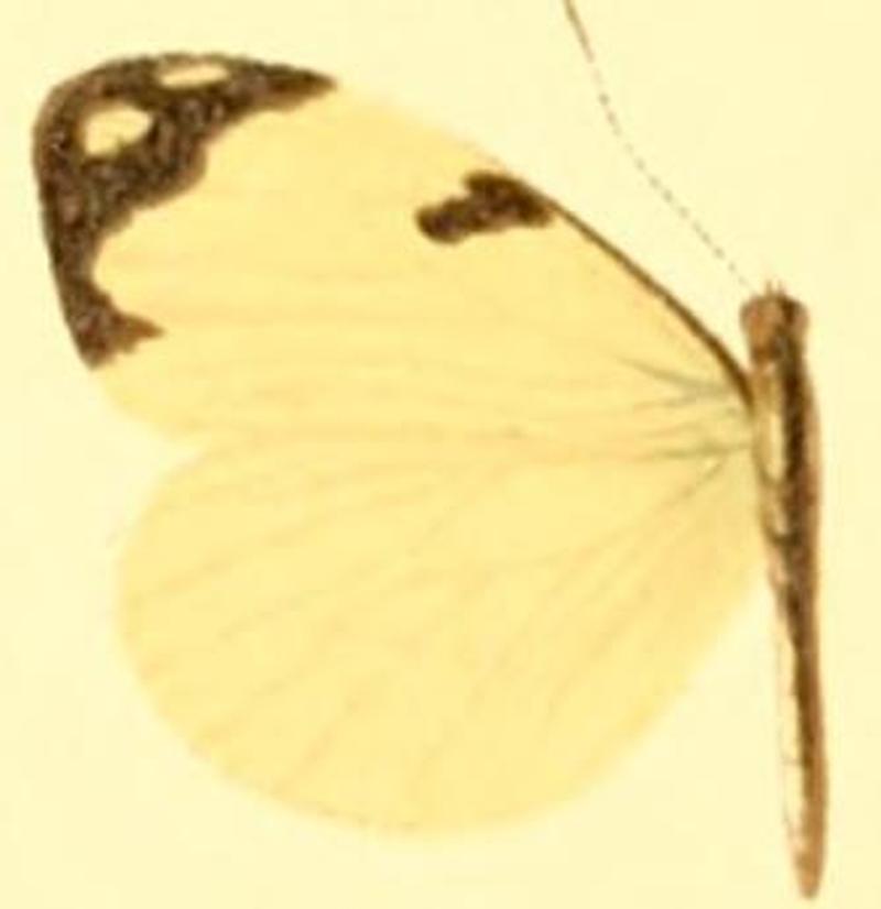 Enantia melite female