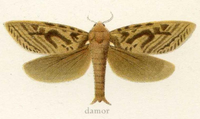 Endoclita damor