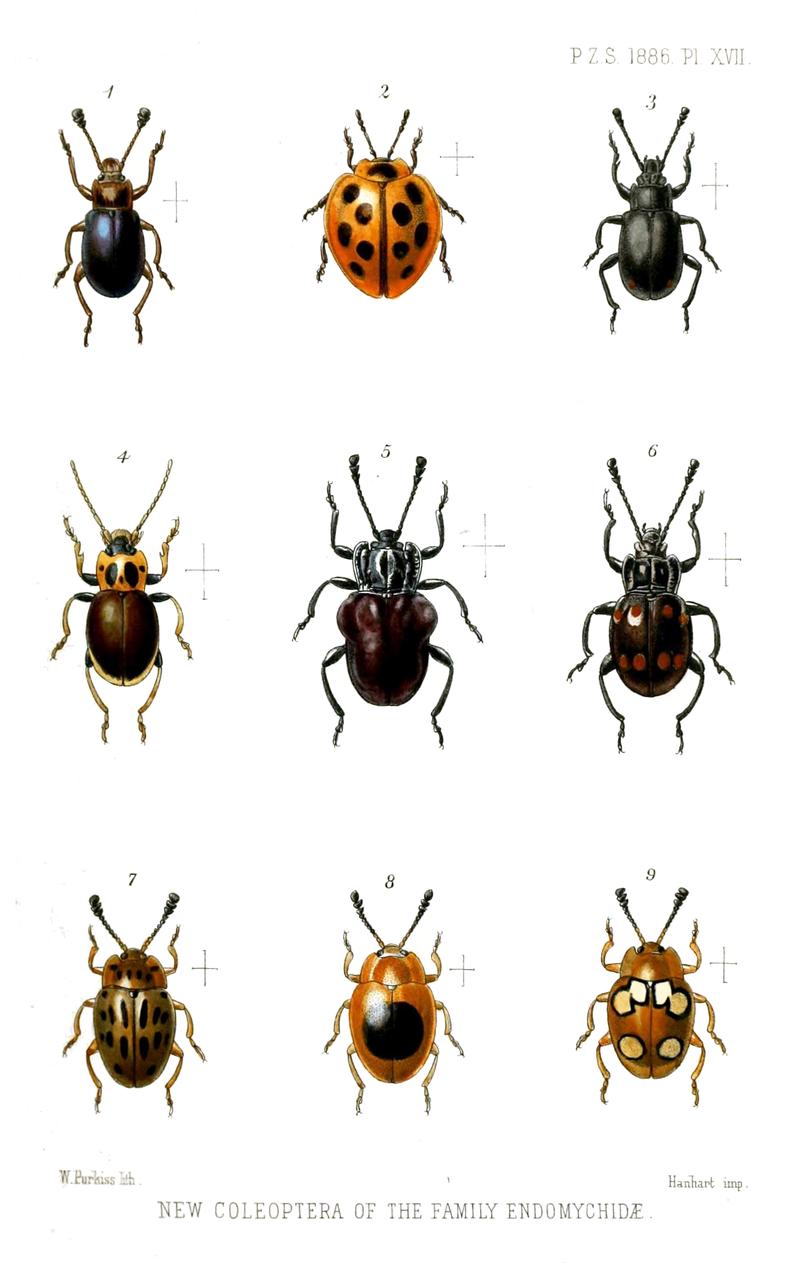 Handsome fungus beetles family Endomychidae described by Henry Stephen Gorham in 1886