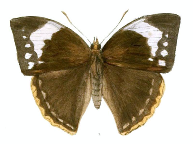 EnispeCycnus157 1