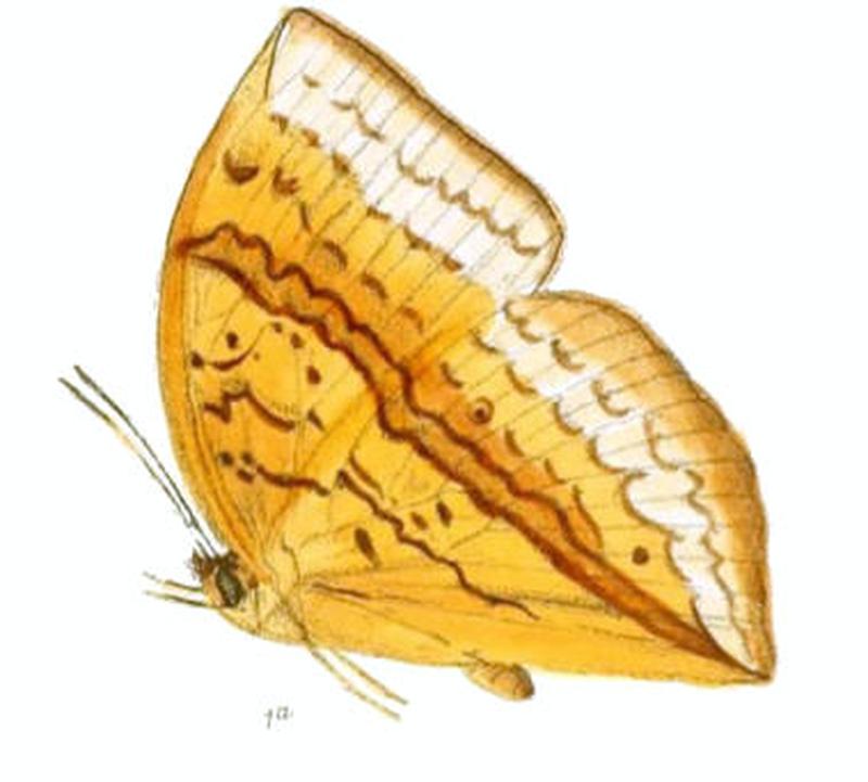 EnispeCycnus157 1a