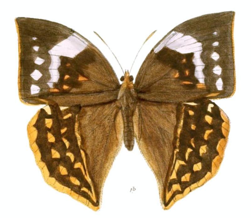 EnispeCycnus157 1b