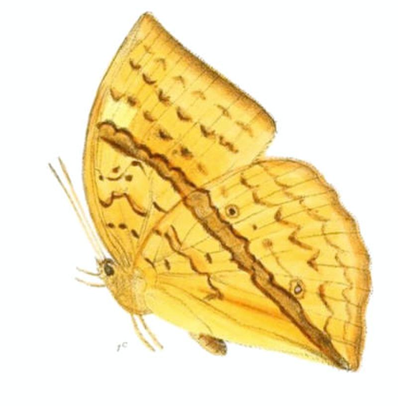EnispeCycnus157 1c