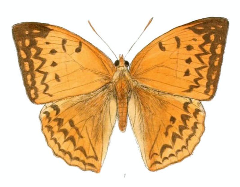 EnispeEuthymius155 1