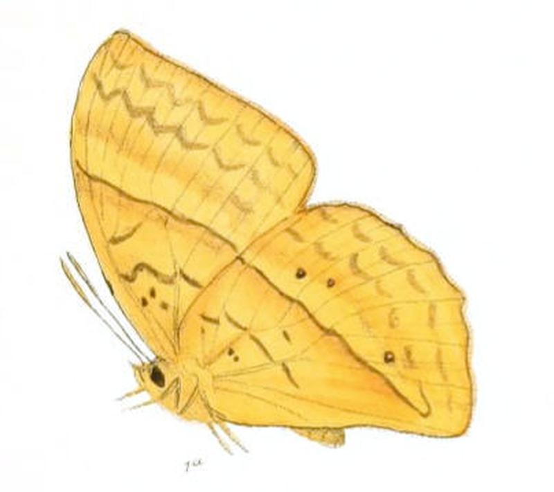 EnispeEuthymius155 1a