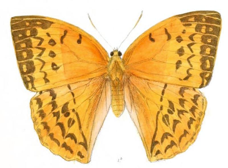 EnispeEuthymius155 1b