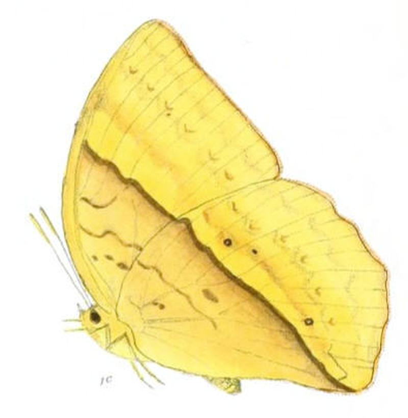 EnispeEuthymius155 1c