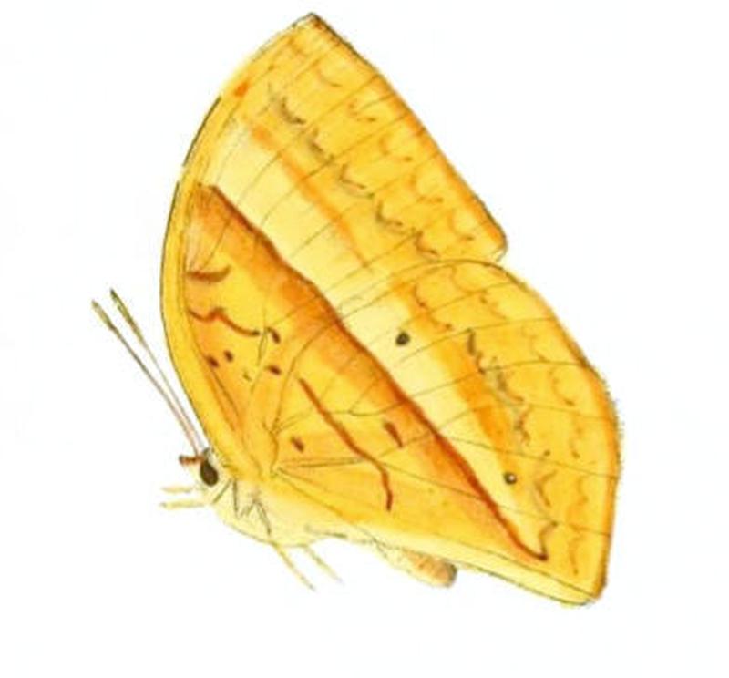 EnispeTessellata156 1a
