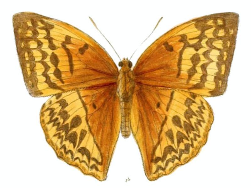 EnispeTessellata156 1b