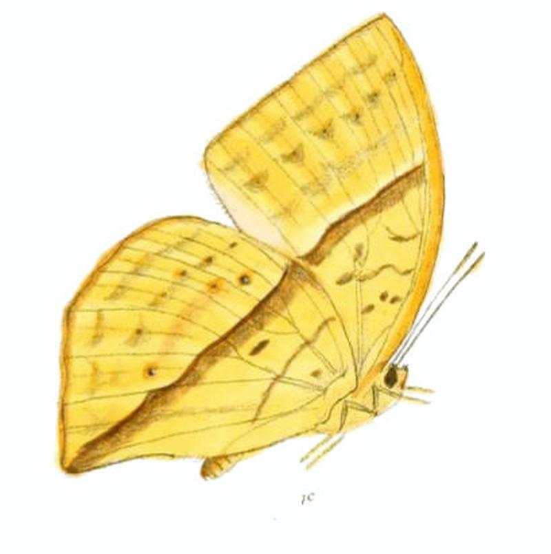 EnispeTessellata156 1c