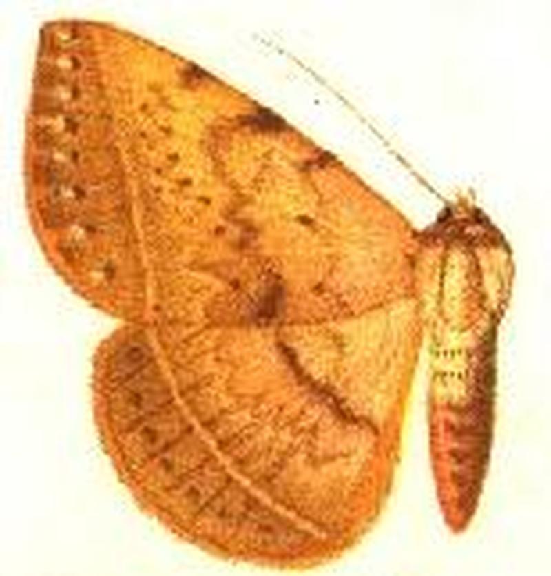 Enmonodia burmanica female