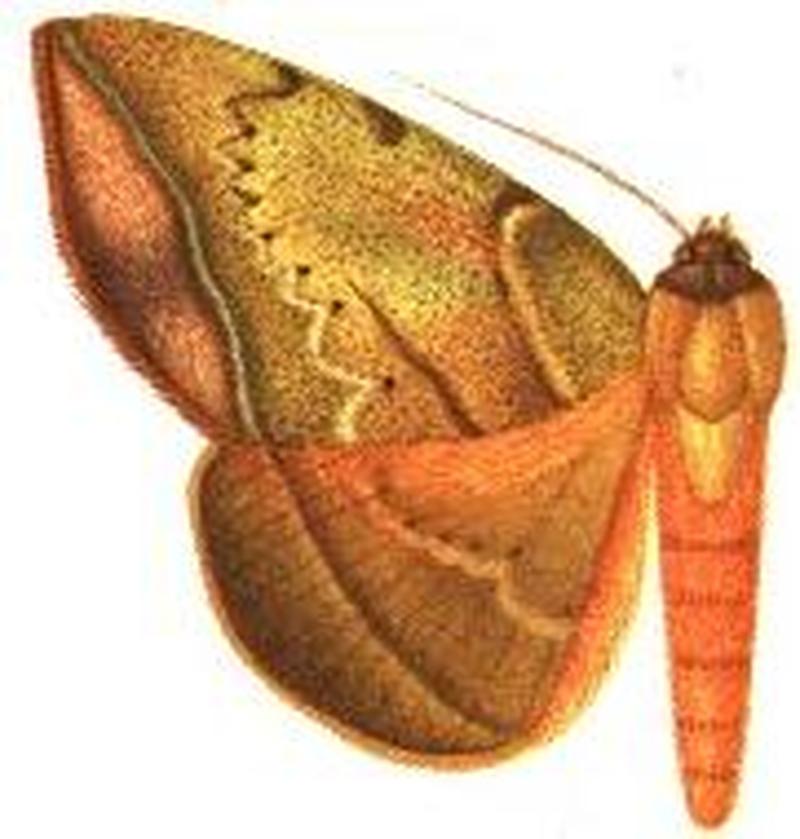 Enmonodia endoxantha