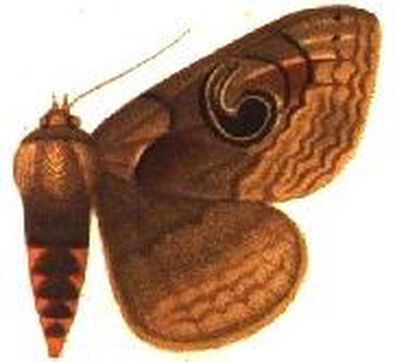 Enmonodia malgassica female