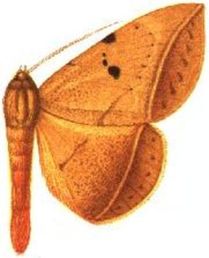 Enmonodia malgassica male