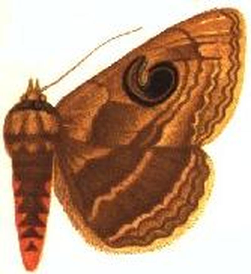 Enmonodia occidentalis female