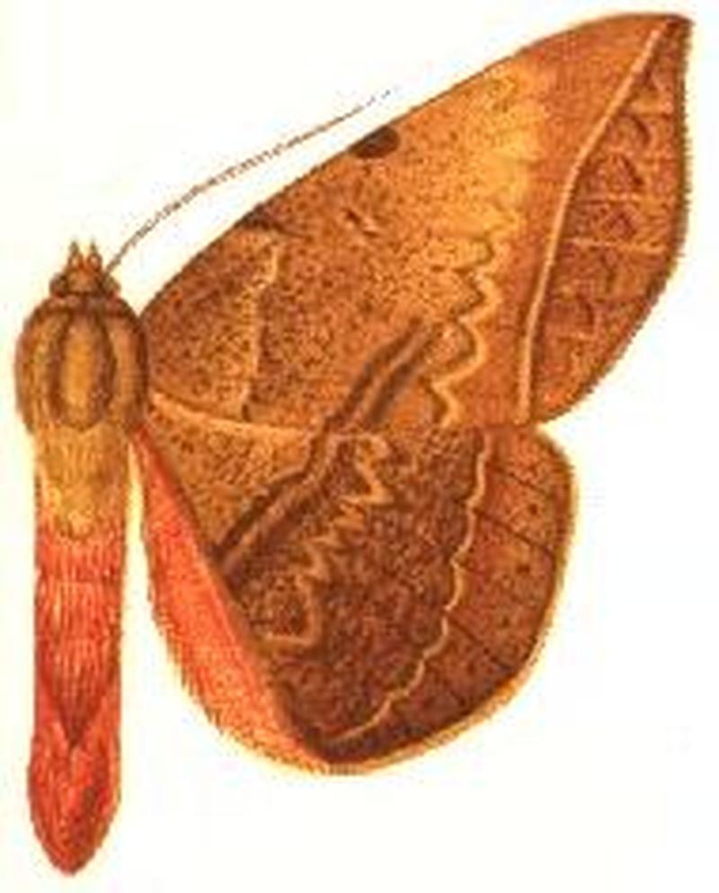 Enmonodia occidentalis male