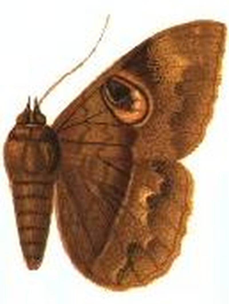 Enmonodia ossigera