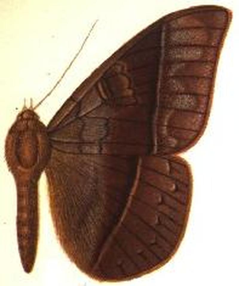 Enmonodia plumbefusa