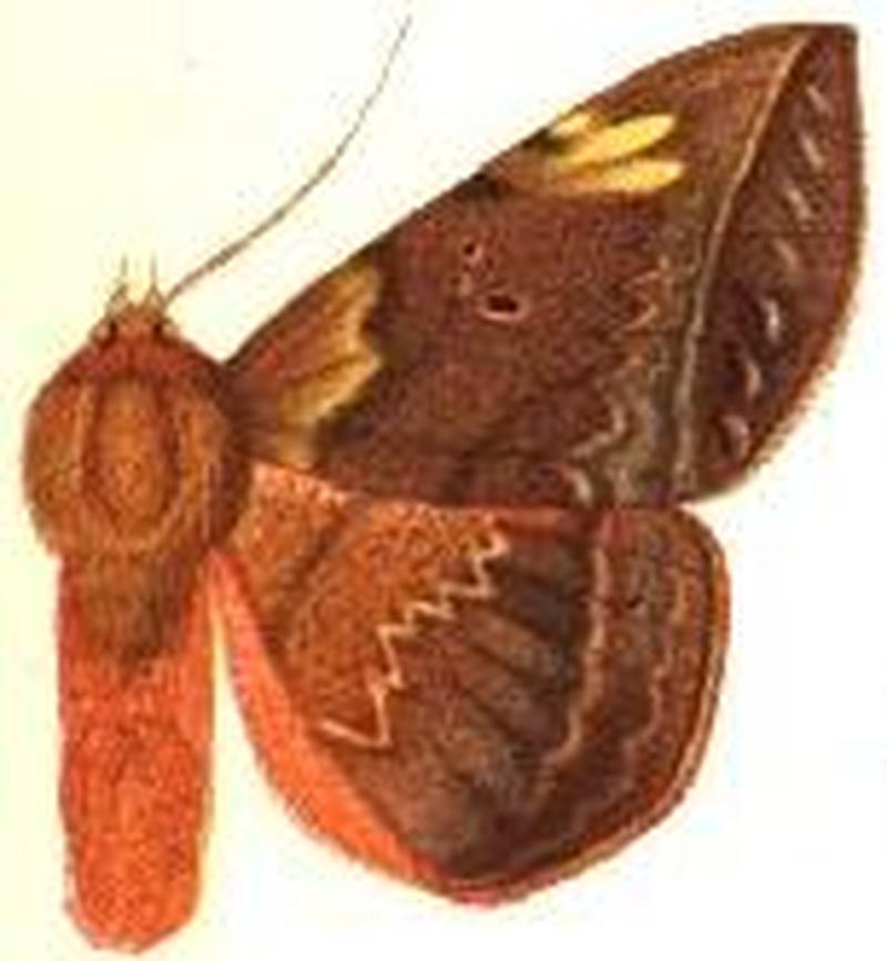 Enmonodia pulverulenta