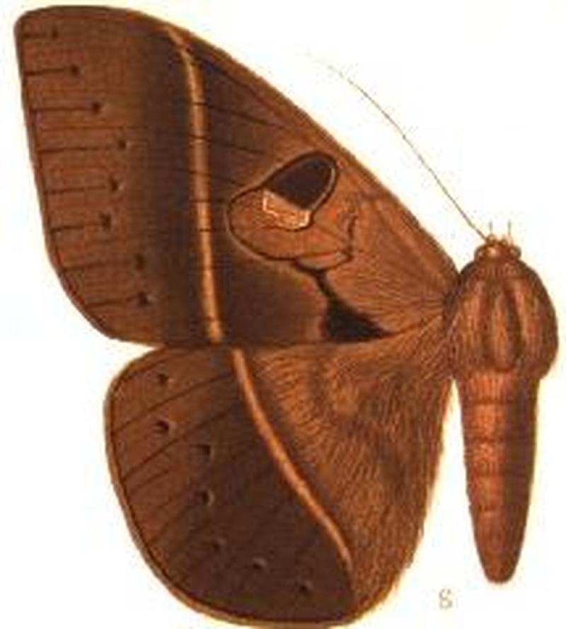 Enmonodia spermatophora