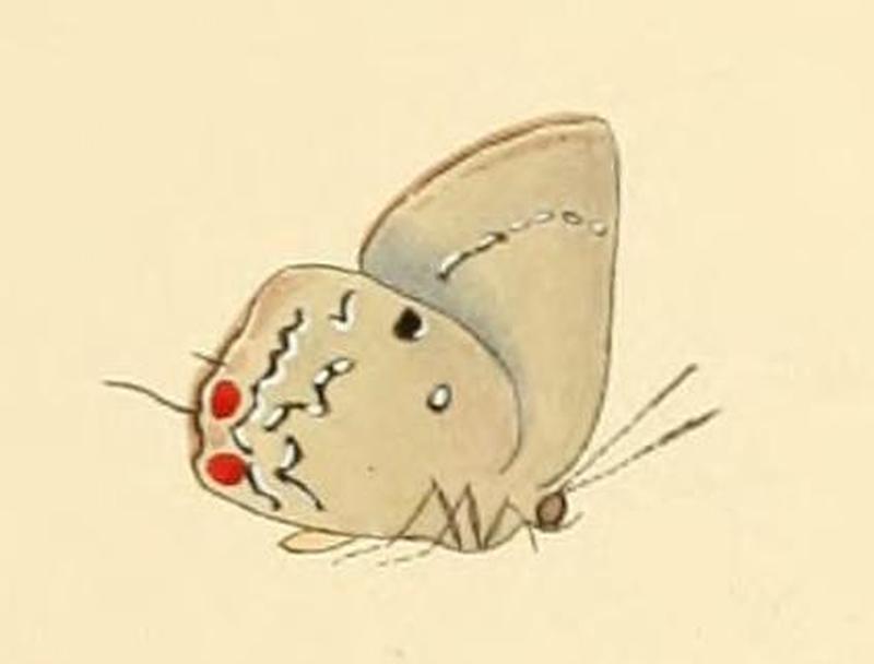 Enos falerina