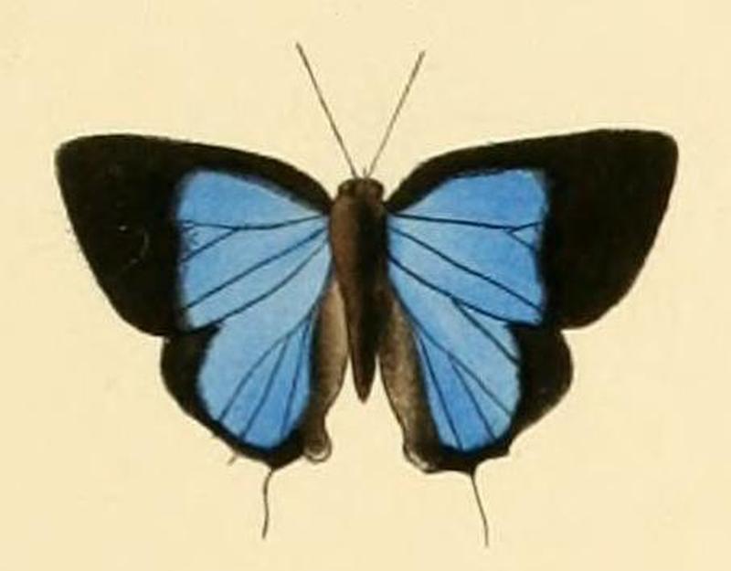 Enos falerina1