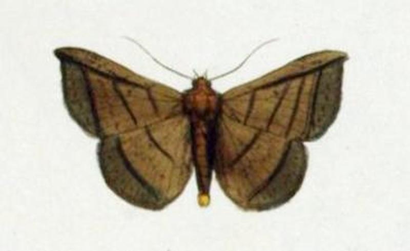 Entomogramma fautrix NovaraExpZoologischeTheilLepidopteraAtlasTaf115