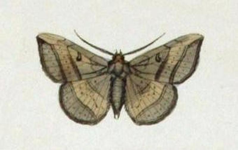 Entomogramma vanua NovaraExpZoologischeTheilLepidopteraAtlasTaf115