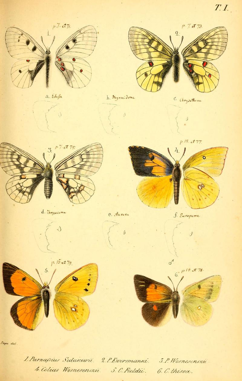 Enumeratio corporum animalium Musei imperialis Academiae scientiarum Petropolitanae (T. I) (6049827568)