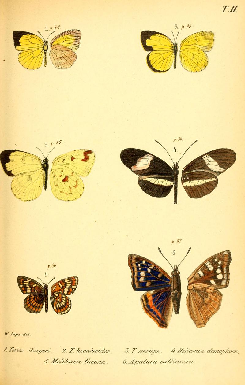 Enumeratio corporum animalium Musei imperialis Academiae scientiarum Petropolitanae (T. II) (6049828142)