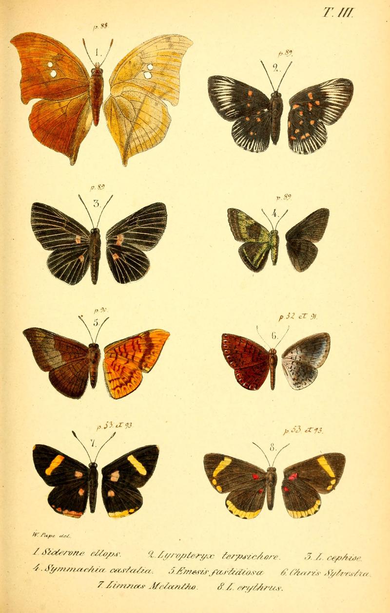 Enumeratio corporum animalium Musei imperialis Academiae scientiarum Petropolitanae (T. III) (6049828400)