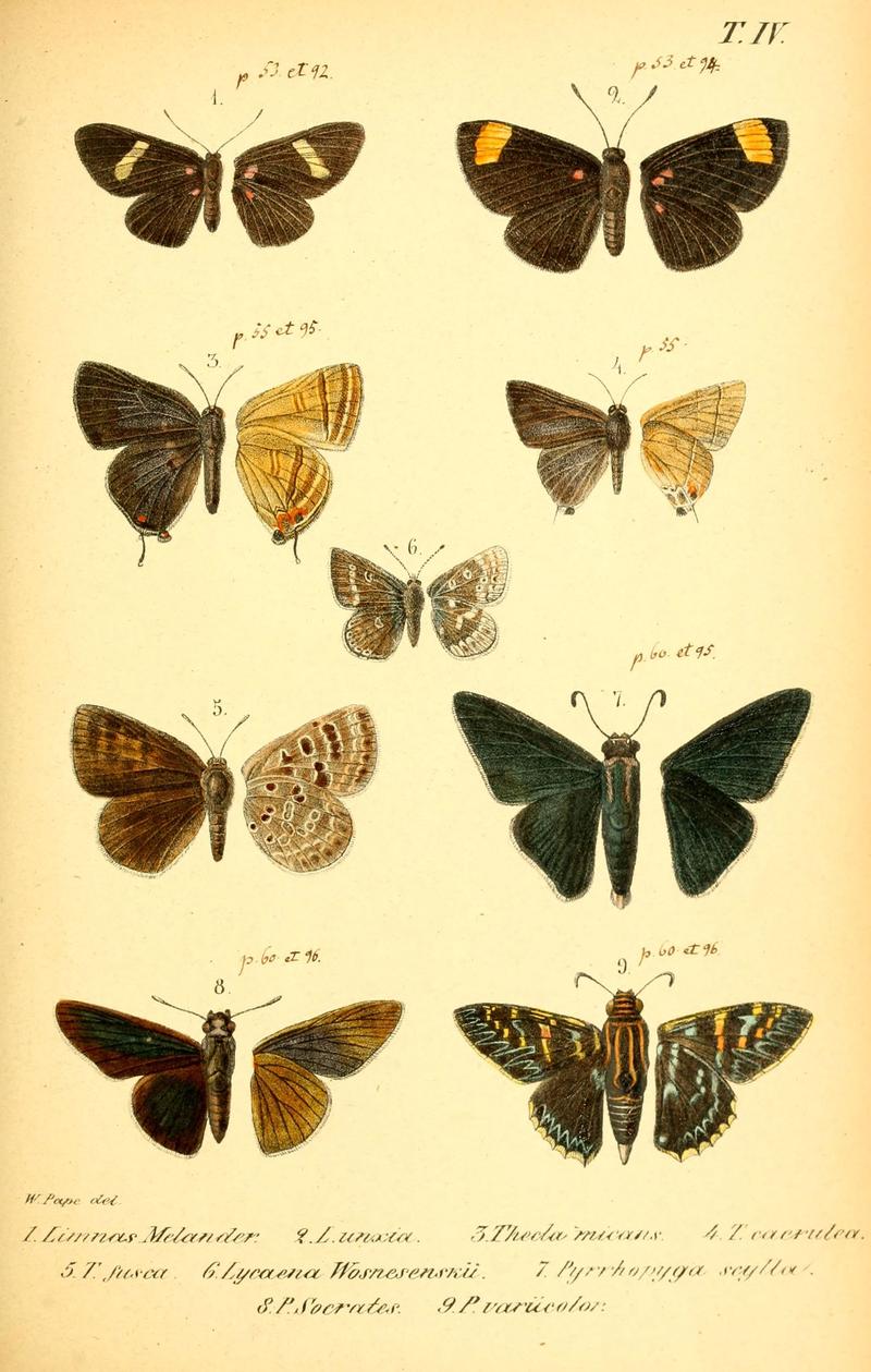 Enumeratio corporum animalium Musei imperialis Academiae scientiarum Petropolitanae (T. IV) (6049828630)