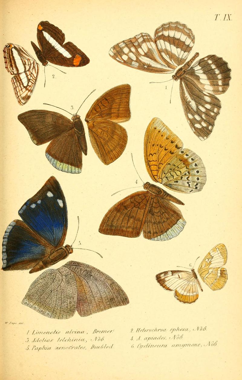 Enumeratio corporum animalium Musei imperialis Academiae scientiarum Petropolitanae (T. IX) (6049277535)