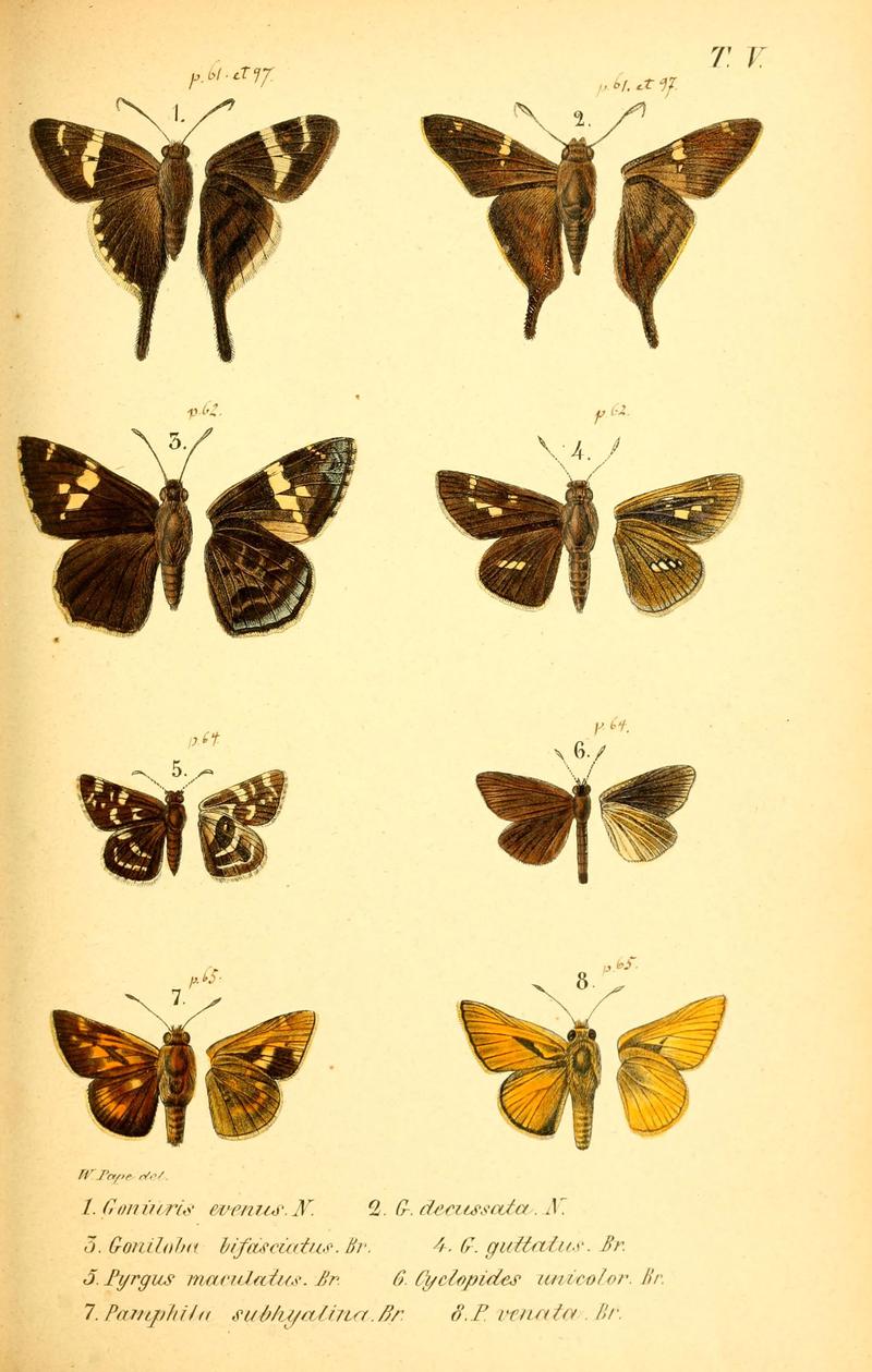 Enumeratio corporum animalium Musei imperialis Academiae scientiarum Petropolitanae (T. V) (6049276115)