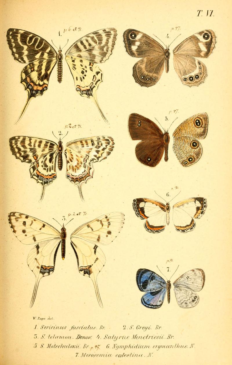Enumeratio corporum animalium Musei imperialis Academiae scientiarum Petropolitanae (T. VI) (6049829084)