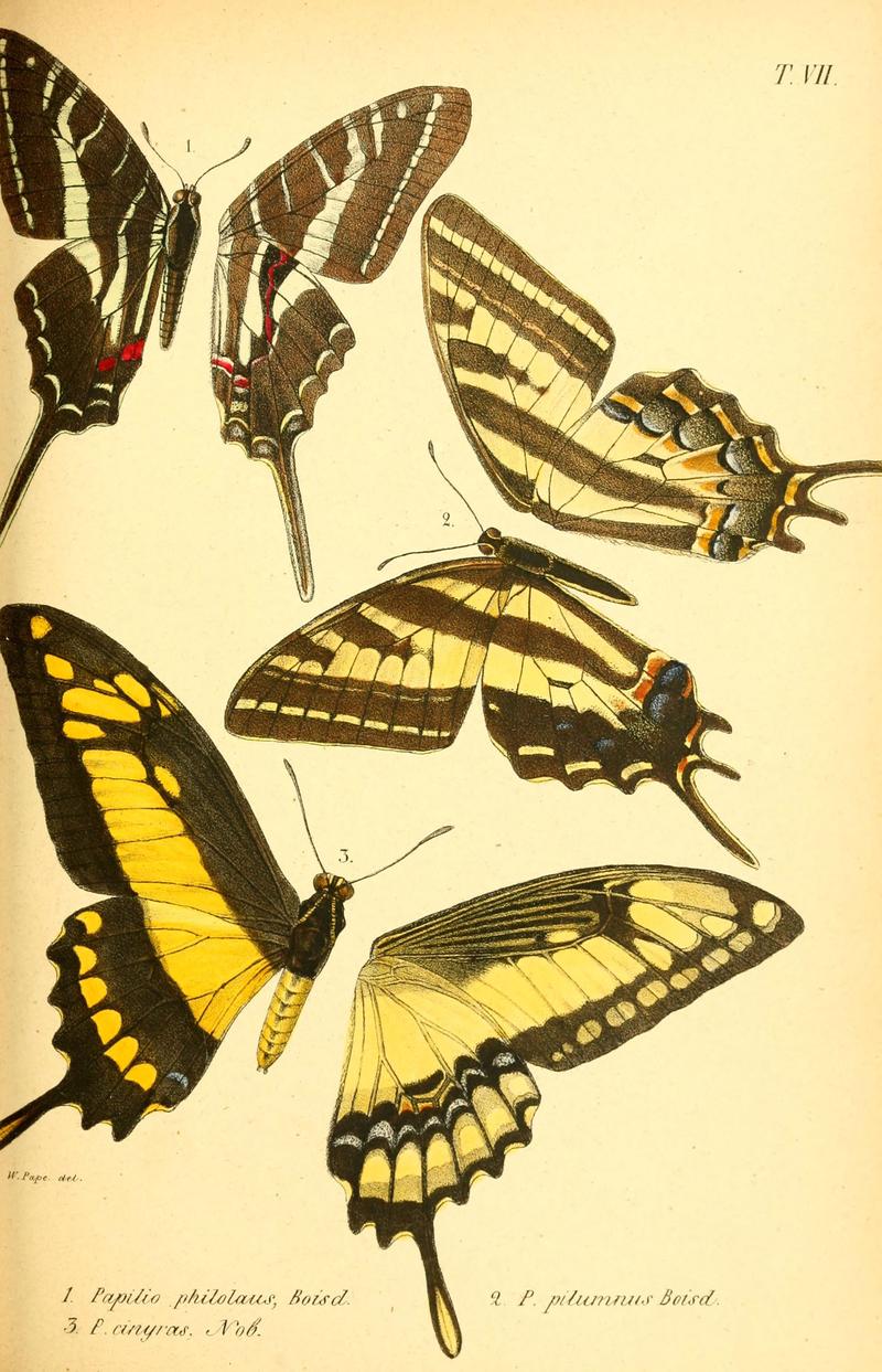 Enumeratio corporum animalium Musei imperialis Academiae scientiarum Petropolitanae (T. VII) (6049276803)