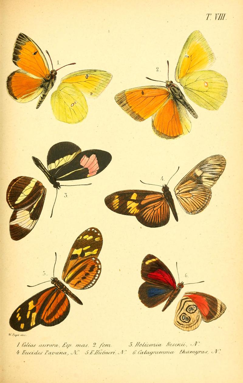Enumeratio corporum animalium Musei imperialis Academiae scientiarum Petropolitanae (T. VIII) (6049277155)