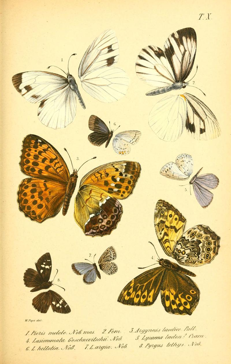 Enumeratio corporum animalium Musei imperialis Academiae scientiarum Petropolitanae (T. X) (6049830866)