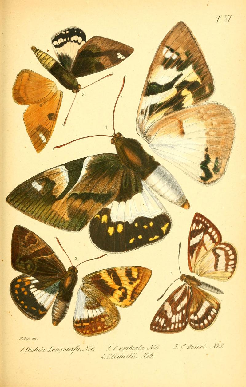 Enumeratio corporum animalium Musei imperialis Academiae scientiarum Petropolitanae (T. XI) (6049278519)