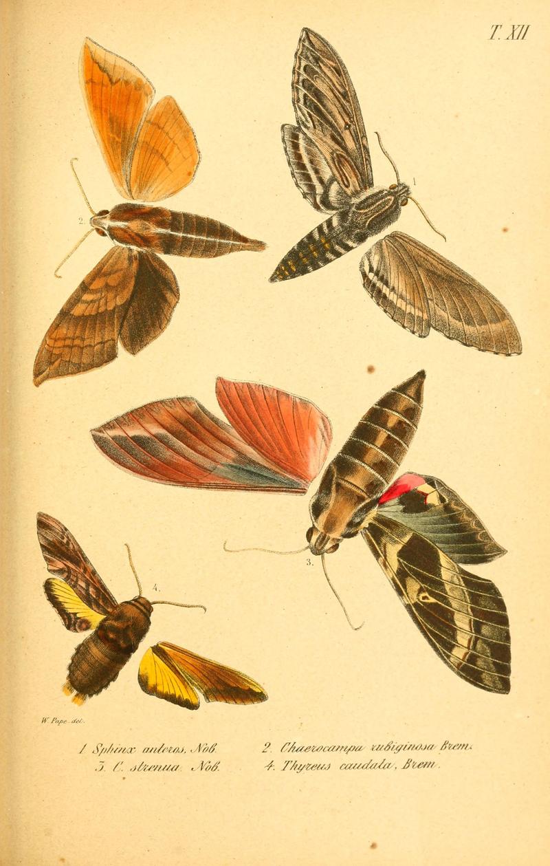 Enumeratio corporum animalium Musei imperialis Academiae scientiarum Petropolitanae (T. XII) (6049831598)