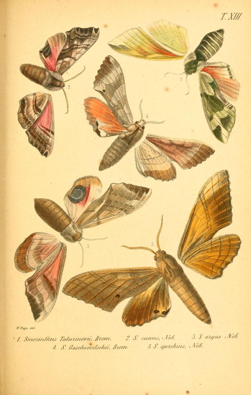 Enumeratio corporum animalium Musei imperialis Academiae scientiarum Petropolitanae (T. XIII) (6049832206)